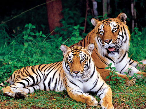 Dhikala Nature View