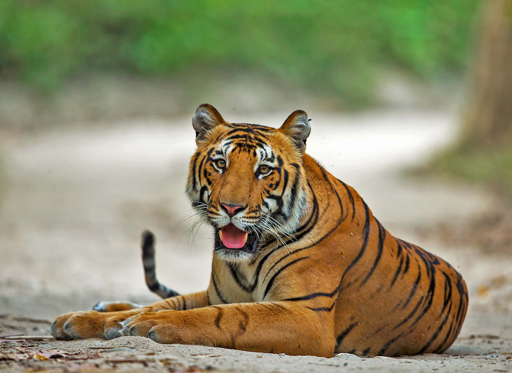 Bengal Tiger Safari in Corbett