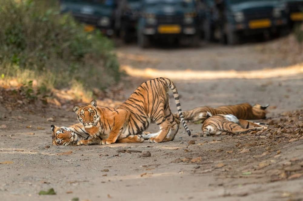 2Nights Bijrani Tour Package