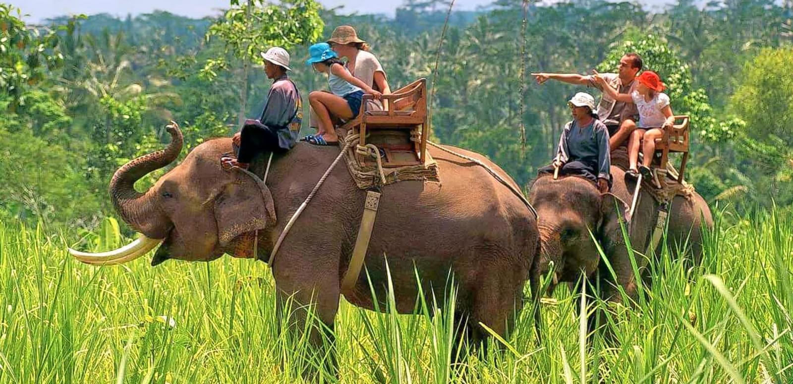 Elephant Safari in Corbett