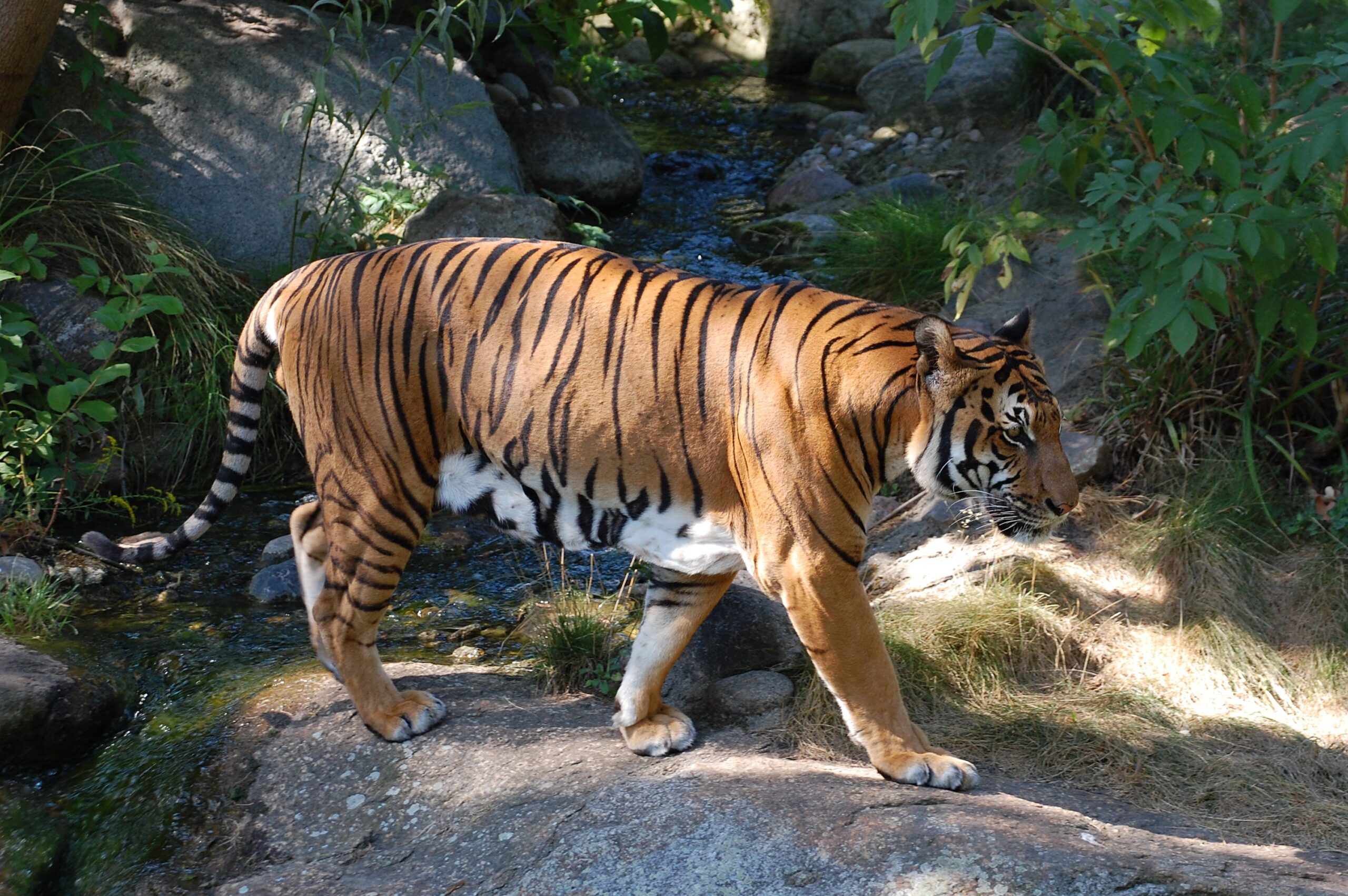 4Nights Dhikala Tour Package