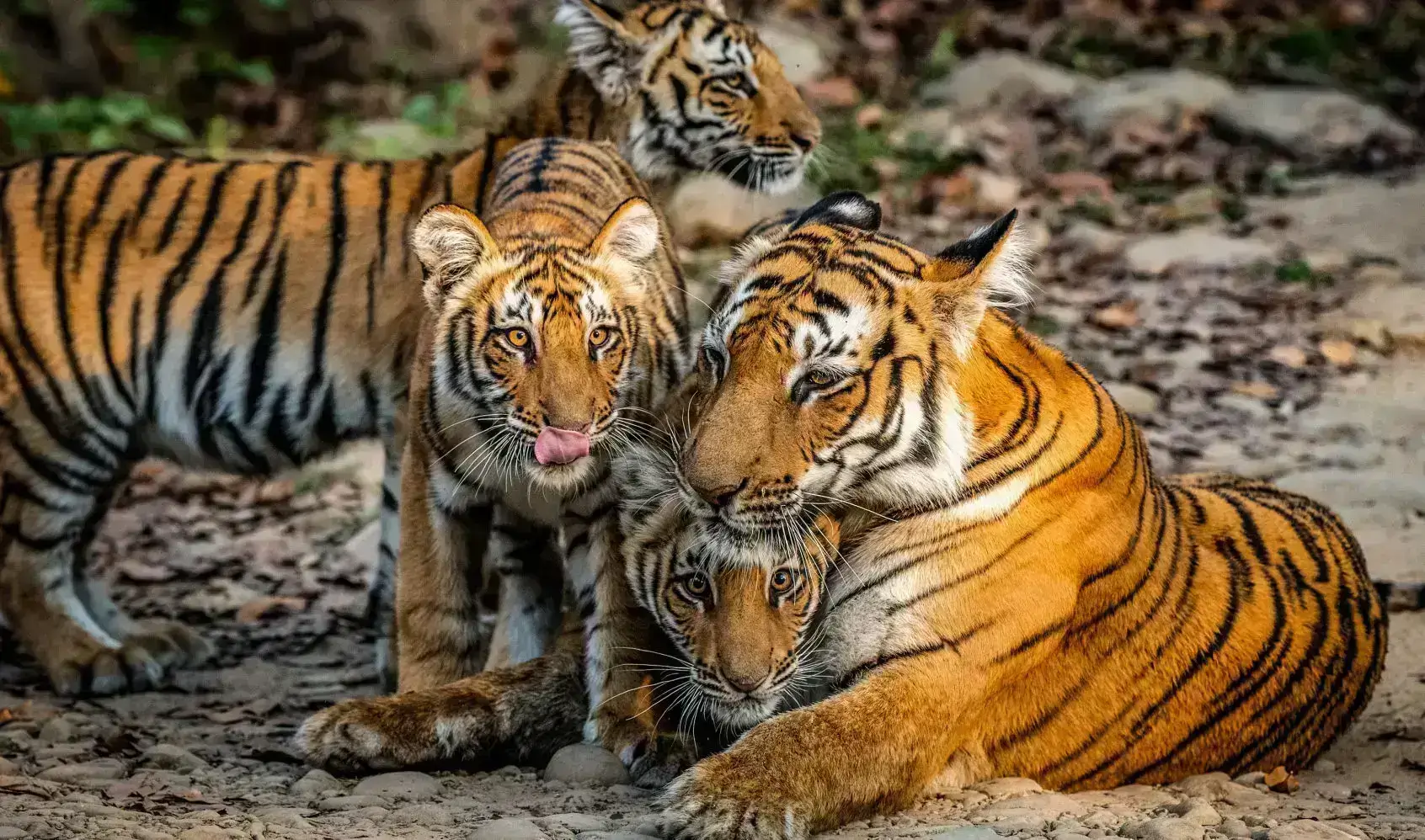 3Nights Dhikala Tour Package